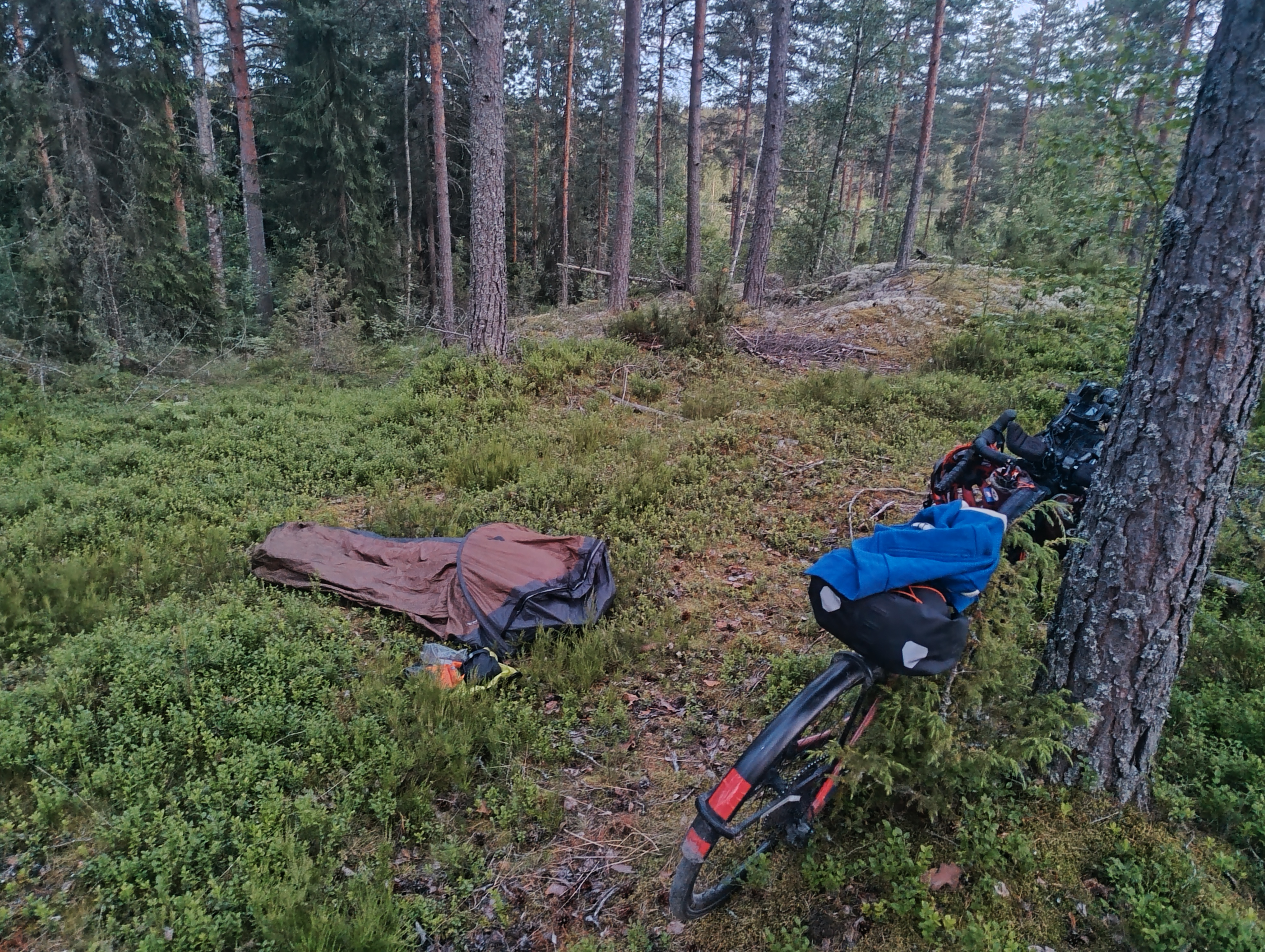 Ruskea bivypussi varvikossa. Polkupyörä nojaa mäntyyn. Pyörän päällä sinivalkoinen Randonneurs Finland -paita.