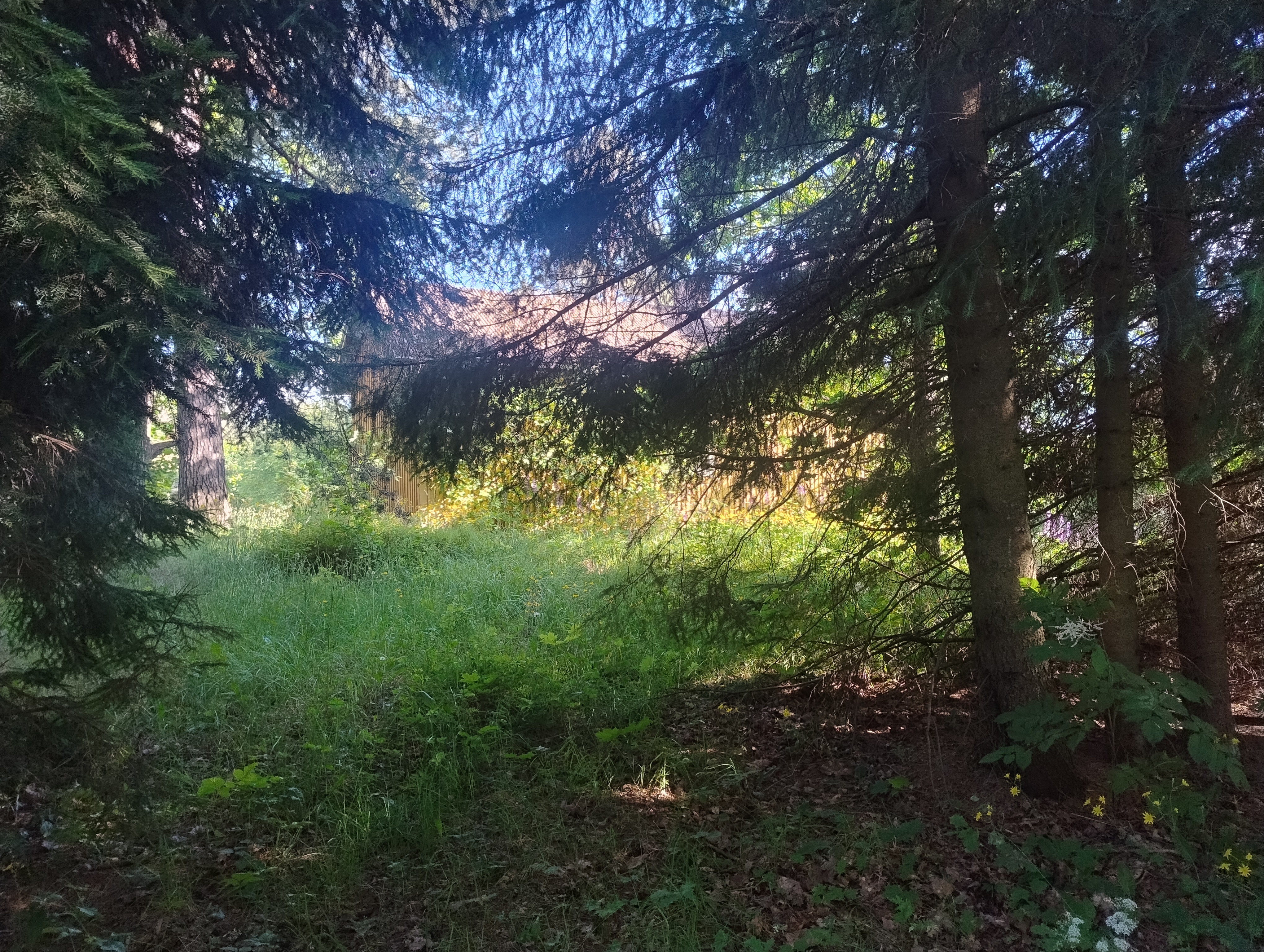 Keltainen talo häämöttää kuusien ja heinikon takaa auringonpaisteessa.