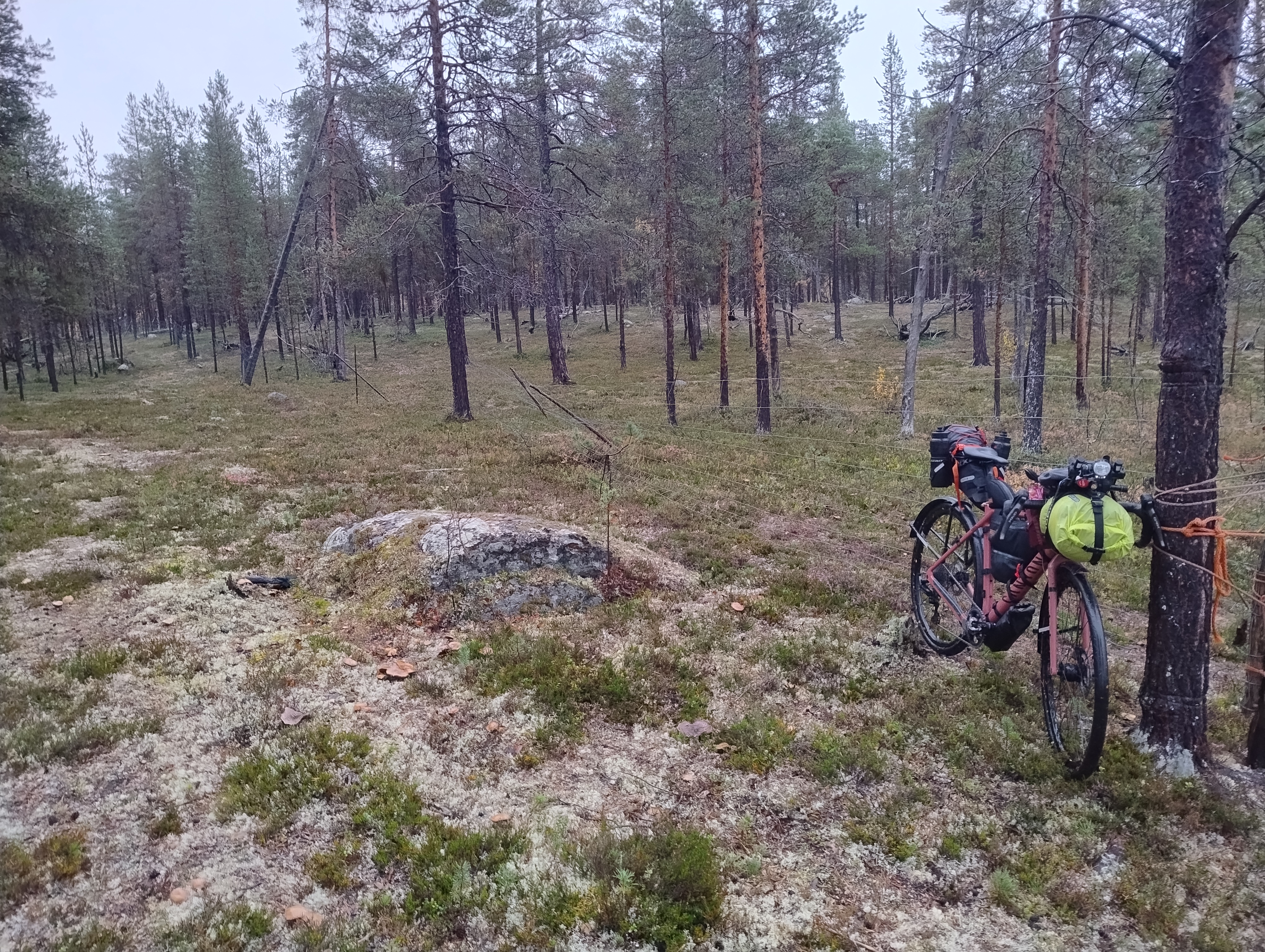 Pyörä metsässä, taustalla poroaita