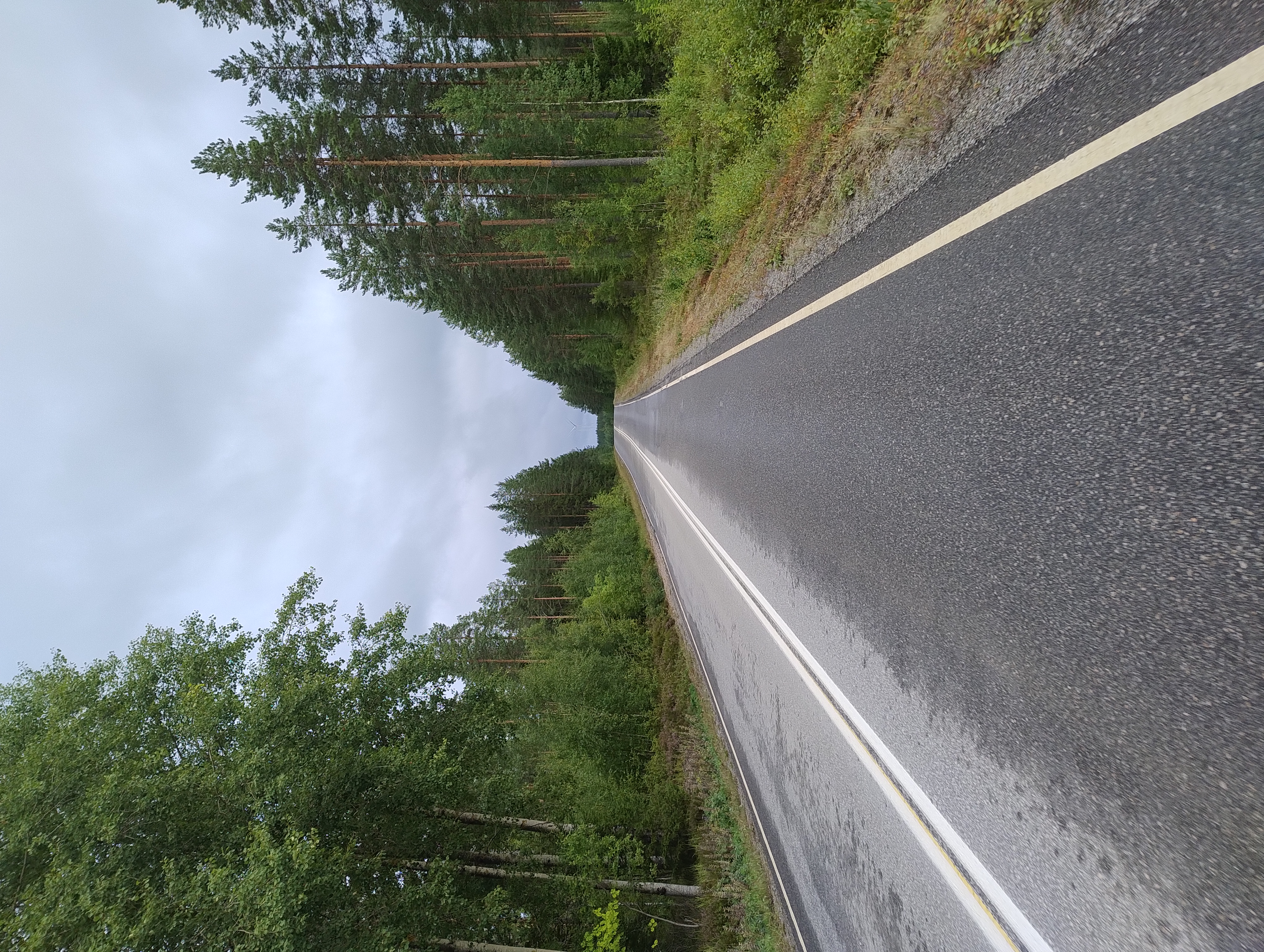 Asfalttitie mäntymetsässä.